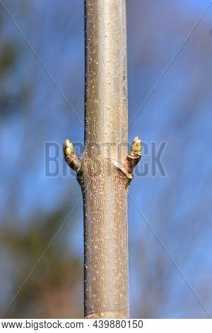 Sycamore Leopoldii Branch With Buds - Latin Name - Acer Pseudoplatanus Leopoldii