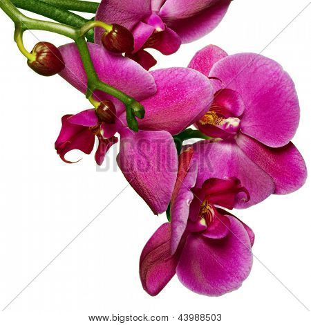 Orquídeas phalaenopsis beautifiul flores aisladas en blanco