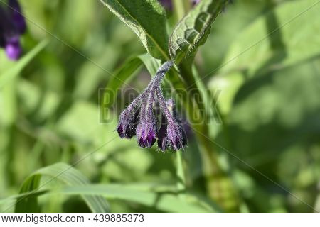 Common Comfrey - Latin Name - Symphytum Officinale