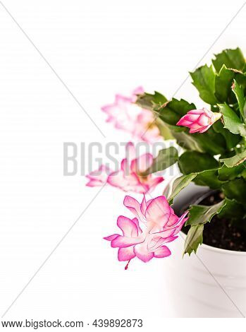 Christmas Cactus Schlumbergera In Pot Isolated On White Background. Copy Space. Close-up.