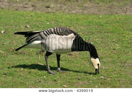 ห่าน Barnacle (branta Leucopsis)