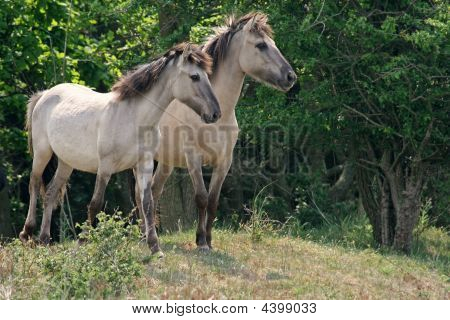 Cavalli konik