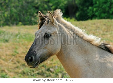 Polacco Konik semibrado Pony