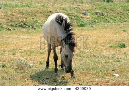 Konik cavallo In un campo