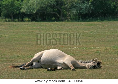 Konik cavallo sdraiato In un prato