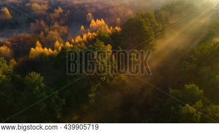Morning Sunbeams Break Through The Trees In The Misty Forest And Create A Wonderful Effect Of Golden