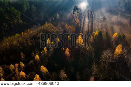 Aerial View On Autumn Forest In Morning Light During Sunrise. Forest In The Morning Mist