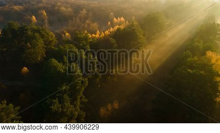 Morning Sunbeams Break Through The Trees In The Misty Forest And Create A Wonderful Effect Of Golden