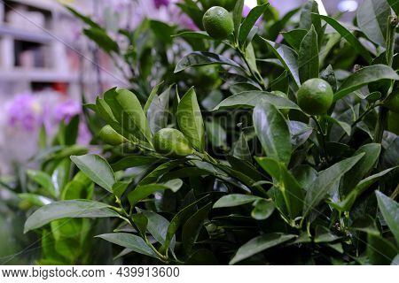 A Plant Of Citrofortunella With Lemons In Pot. Citrus Calamondin Lemon . Sale In The Store. Selectiv
