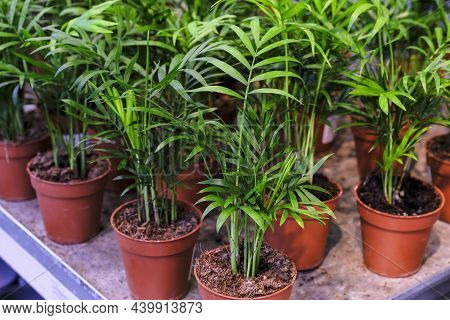 Chamaedorea Elechamaedorea Elegans Plant In A Pot Close-up. Sale In The Store. Selective Focusgans O