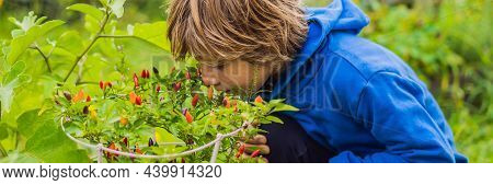 Banner, Long Format Boy And Chili Peppers In Vegetable Garden. Homeschooling, Natural Education Of C