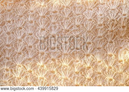 White Woolen Natural Texture, Knitted Textile Background, Top View