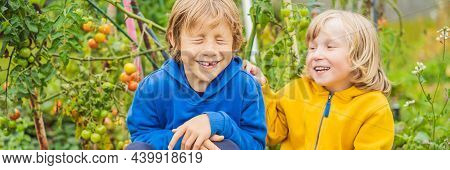 Banner, Long Format Boys And Tomatoes Peppers In Vegetable Garden. Homeschooling, Natural Education 