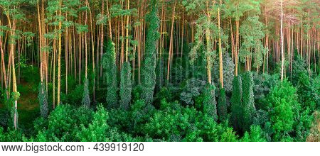 Natural Background. Pine Forest With Braided Twisted Plants And Tree Trunks.