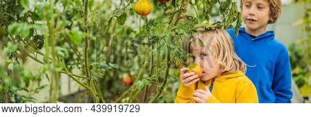 Banner, Long Format Boys And Tomatoes Peppers In Vegetable Garden. Homeschooling, Natural Education 