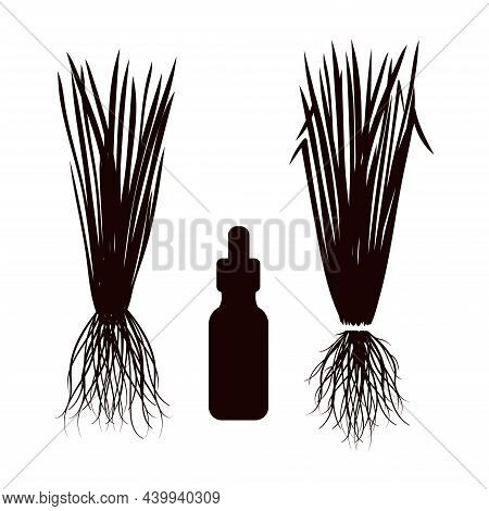 Vetiver. Leaves Root Oil Black Silhouette.  Nature