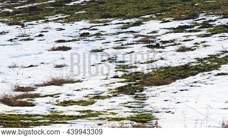 Melting Snow In The Garden, In The Field During The Spring Thaw. Withered Grass Looks Out From Under