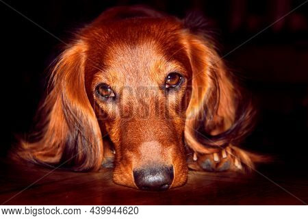 Portrait Of A Long-haired Dachshund In Bright Red On A Dark Background. A Dog With A Thoughtful, Sad