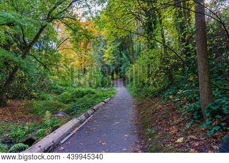 A Path At The Wasington Park Arboretum In Seatle. It Is The Fall Season.