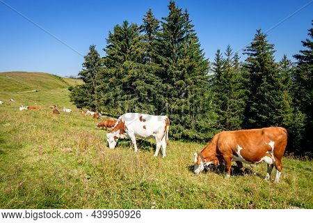 Cows In A Mountain Field. La Clusaz, Haute-savoie, France