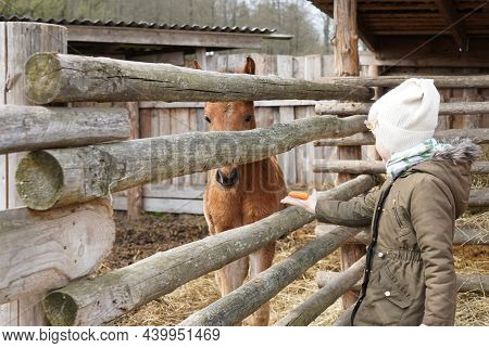 Beautiful Young Girl Feeds A Carrot To A Young Brown Horse Through A Wooden Partition On A Farm.