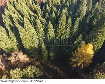 Aerial View Of Old Sequoia Forest Near Village Of Bogoslov, Kyustendil Region, Bulgaria