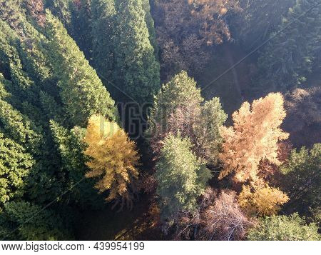 Aerial View Of Old Sequoia Forest Near Village Of Bogoslov, Kyustendil Region, Bulgaria