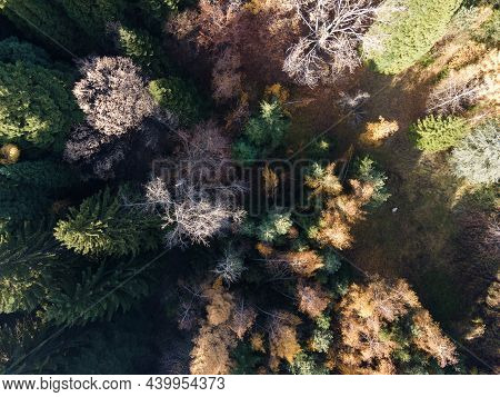 Aerial View Of Old Sequoia Forest Near Village Of Bogoslov, Kyustendil Region, Bulgaria