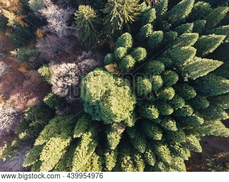 Aerial View Of Old Sequoia Forest Near Village Of Bogoslov, Kyustendil Region, Bulgaria