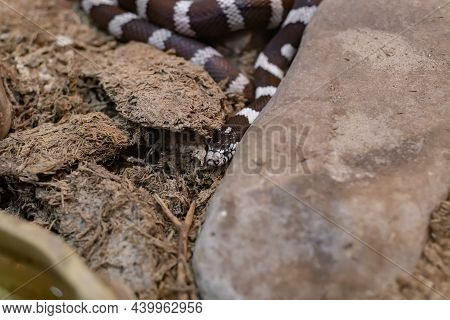 Black And White Snake Behind The Rocks At The Zoo.