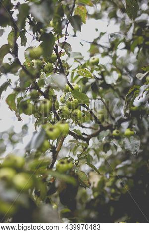 Wild Pear With Infected Leaves. Disease On The Leaves Of A Pear. Septoria Pear - Small Gray Spots Wi