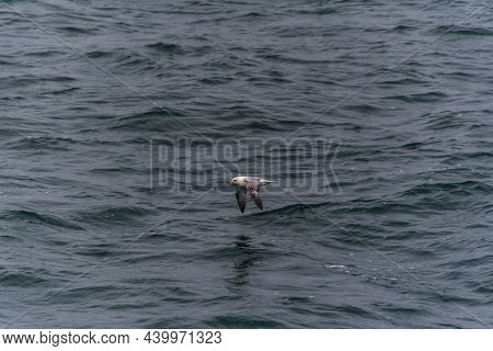 Seagull At Husavik Harbor In Skjalfandi Bay In Northern Iceland