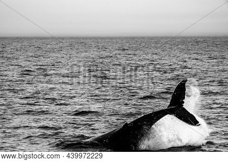 Seagull At Husavik Harbor In Skjalfandi Bay In Northern Iceland And