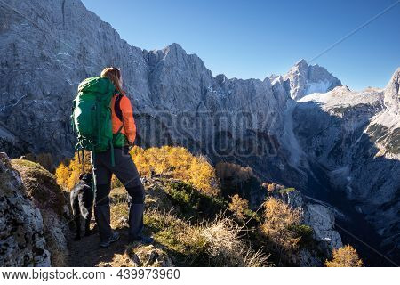 Woman And Dog Walking In Mountains With Golden Larch Trees In Autumn.