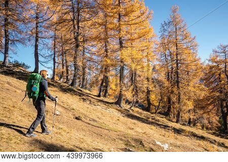 Woman Walking In Mountains With Golden Larch Trees In Autumn.