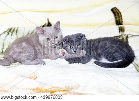 Fawn Scottish Straight And Scotish-fold Bicolor Blue Kittens Are Lying On A Blanket, The Theme Of Ca