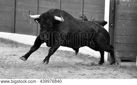 Bull With Big Horns In The Spanish Bullring