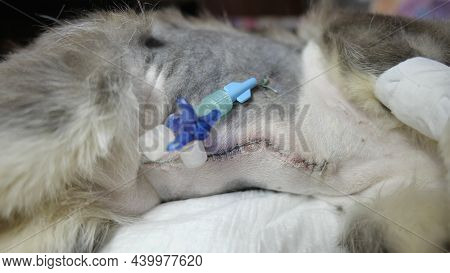 Postoperative Wounds With A Catheter In A Young Kitten.