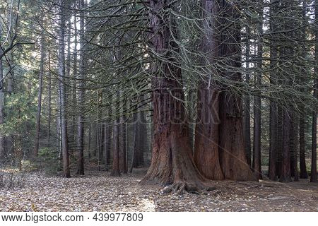 Old Sequoia Forest Near Village Of Bogoslov, Bulgaria