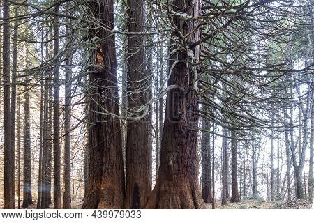 Old Sequoia Forest Near Village Of Bogoslov, Bulgaria
