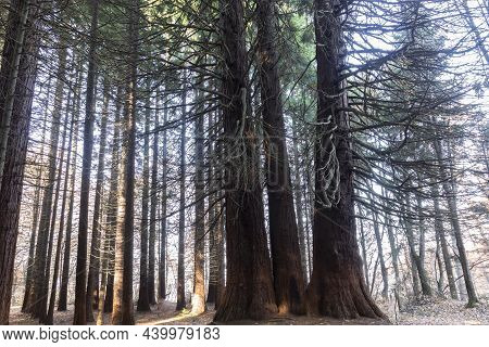 Old Sequoia Forest Near Village Of Bogoslov, Bulgaria