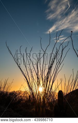 Ocatillo Streatches To The Sky At Sunset In Saguaro National Park