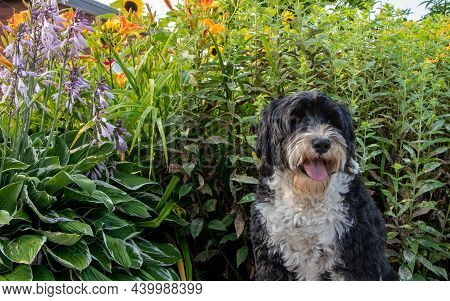 Cute Dog In The Garden On A Summer Day