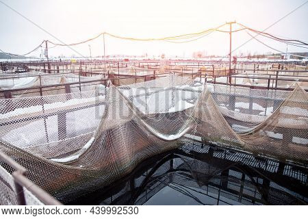 Fish Farm For Breeding For Sturgeon Fry In Net Cages. Concept Aquaculture Pisciculture