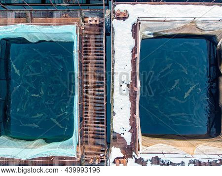 Fish Farm Breeding Cages For Sturgeon Fry. Concept Aquaculture Pisciculture, Aerial Drone Top View