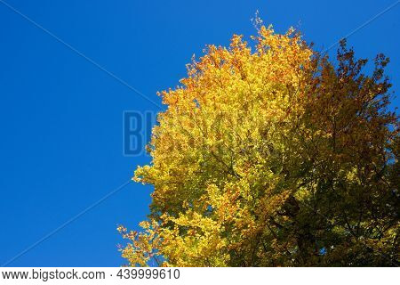 Autumn tree in Anso Valley, Huesca Province in Aragon in Spain.