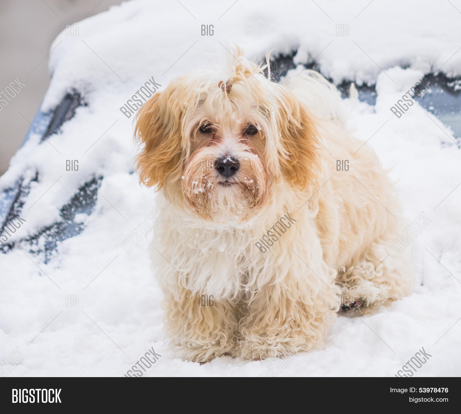Portrait Cute Dog Snow Image & Photo (Free Trial) | Bigstock