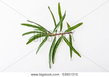 seabuckthorn