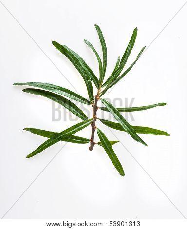 seabuckthorn