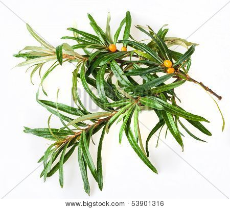 seabuckthorn